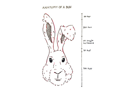 Anatomy of a Bun anatomy bun bunny illustration ink pen rabbit