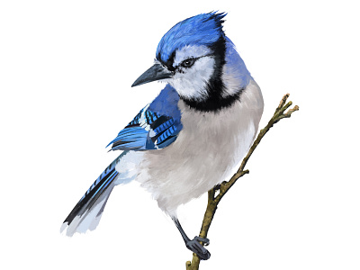 Blue Jay bird bird illustration blue blue bird blue jay color feathers photoshop russiancase