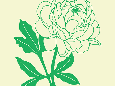 Peony flora flower form and flora illustration peony