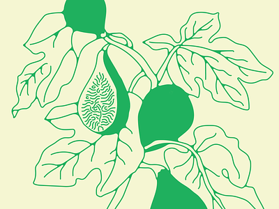 Fig fig flora flower form and flora illustration
