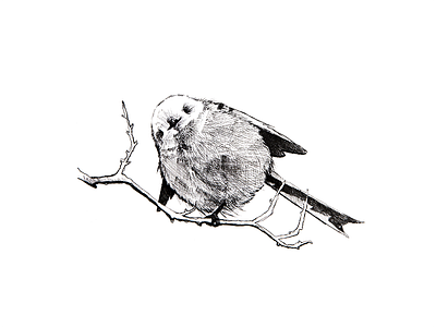 Tweet tweet animal bird creature draw illustration little sketch small tweet