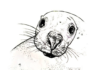 otarie sea lion fait main handmade illustration otarie pointillism pointillisme sea lion