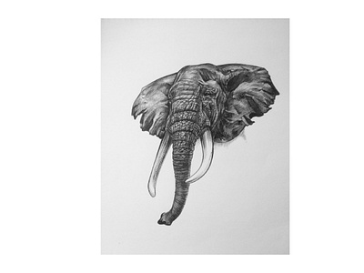 Elephant - Drawing Practice animal art drawing elephant illustration line pen