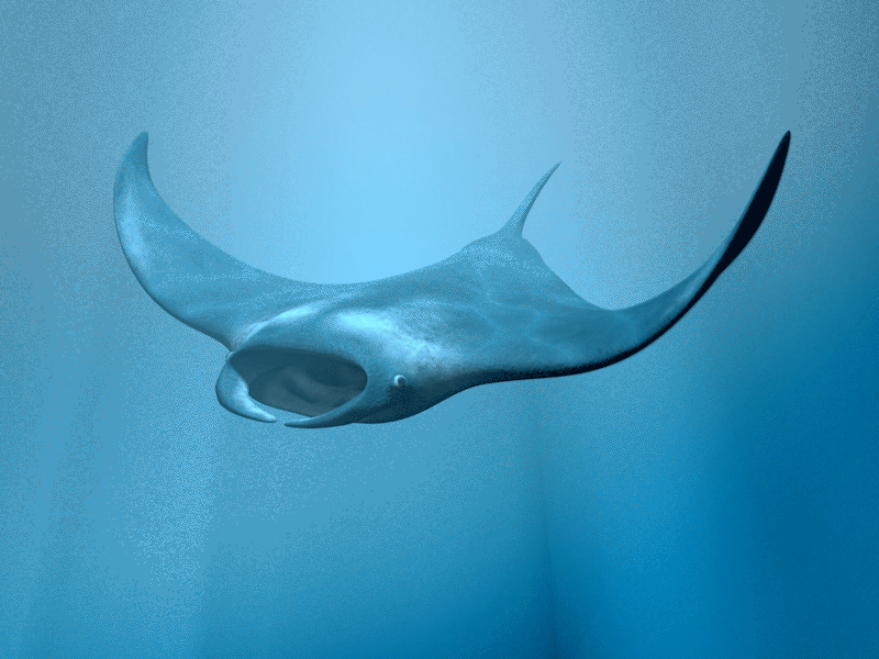 Manta Ray 3d c4d character animation just keep swimming loop manta ray rigging underwater