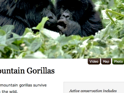 FFI Species page preview georgia gorillas green