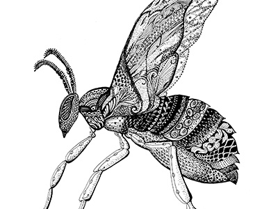 Honeybee - the beautiful pollinator illustration sketch zentangle