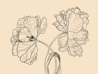 Tulips art branding design illustration logo minimal minimalist