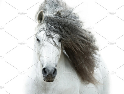 andalusian horse in high key design illustration photos typography