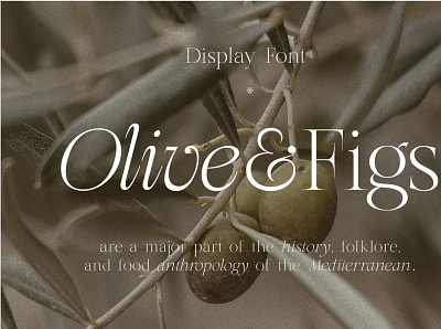 Olive & Figs - Regal Classic Serif branding design font font family icon illustration logo photos typography