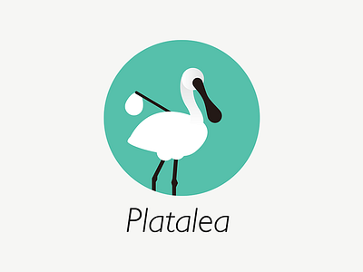 Platalea Immigrants immigrant