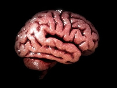Cerebro/Brain 3d brain organ visualization