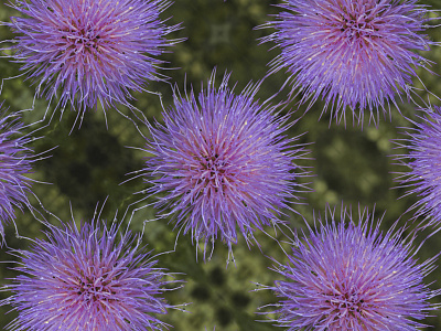 Pattern development flowers pattern purple thistle