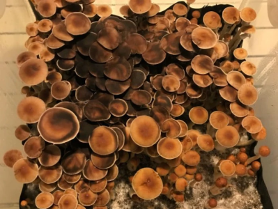 Finding Mushroom Spores mushroom spores