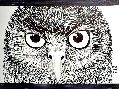 Owl bird owl sketch
