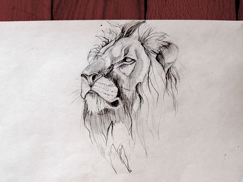 Lion Face Sketch stock vector Illustration of staring  14553225