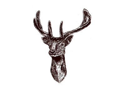 Deer Drawing christmas drawing illustration ink