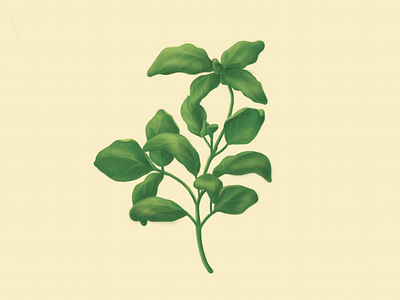 B is for Basil