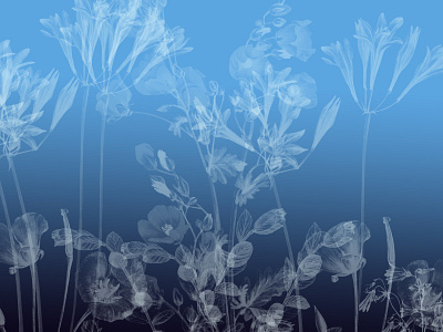 Flowers art artwork black blackandwhite blue color palette colors design expression flowers fyp illustration illustrator white