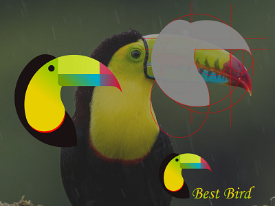 best bird