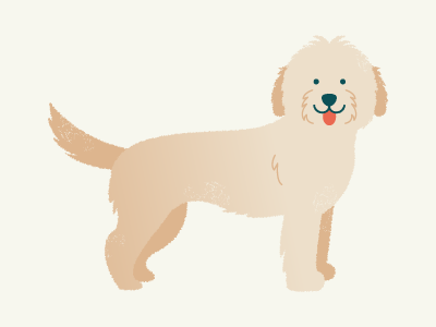 Goldendoodle by Aki Chang on Dribbble