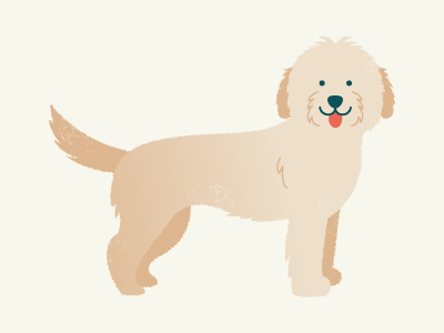 Goldendoodle breed dog golden retriever goldendoodle illustration poodle puppy