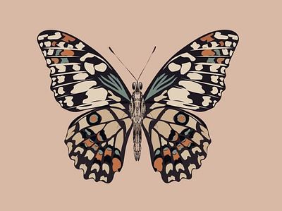 butterfly design graphic design illustration vector