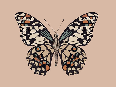 butterfly