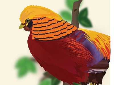 Golden Pheasant ( Chrysolophus pictus ) bird bird illustration design digitalart illustration illustrator working space