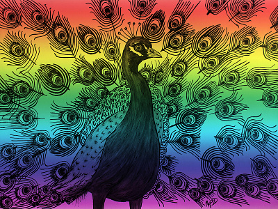 PridePeacockDribble bird drawing feathered gay pride lgbt peacock pen and ink rainbow