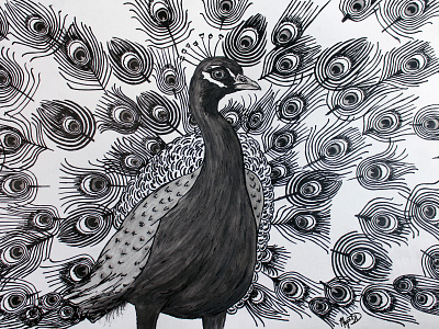 PeacockDribble peacock pen and ink