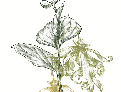 ylang ylang (kenanga) cananga florals flowers illustration kenanga ylang ylang