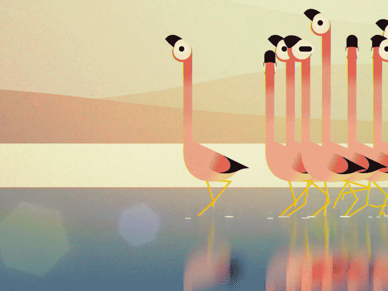 Flamingo Courtship Dance animation birds design flamingo illustration illustrator motion design planet earth vector