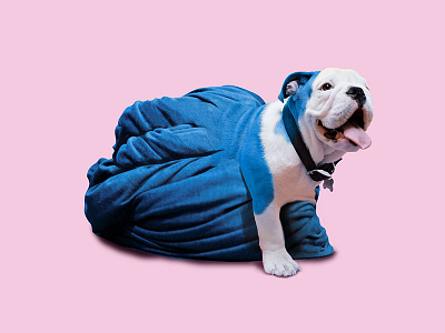 Oscar blue bulldog dog pastel photoshop