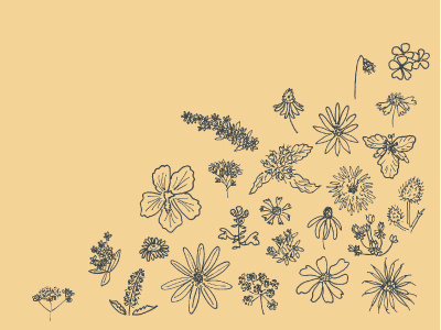 Flower Patch flowers illustration pen