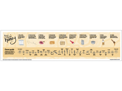 Honey infographic bee flowers honey illustration infographic paint process watercolor