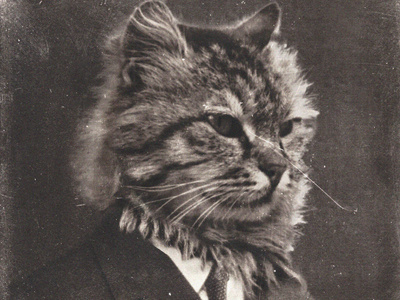 Sir Kittenton II cat old photo pussy retro suit vintage