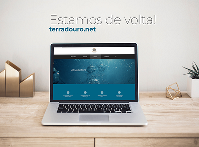 Terra D'Ouro website branding design graphic design minimal ui ux webdesign wordpress