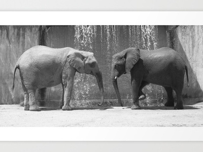 Weight of love animals art black and white elephant nature photography