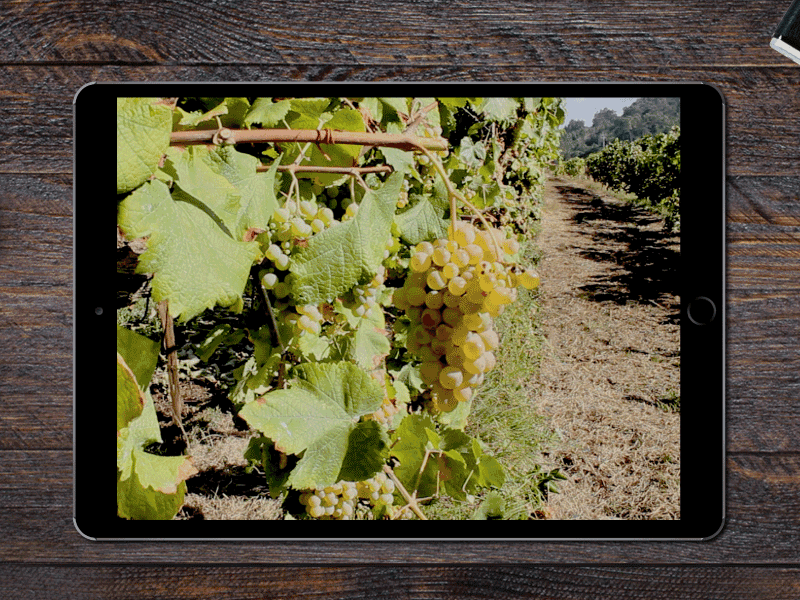 Wine harvest - audiovisual audiovisual gif photography video wine wine harvest wine harvest 2016