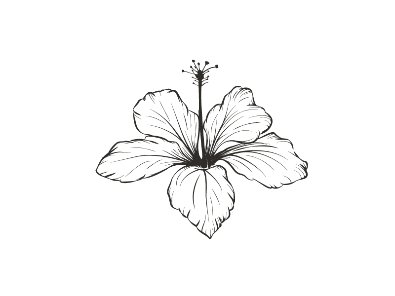 Hibiscus by Doru Vezeteu on Dribbble