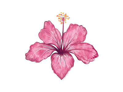 Hibiscus flower hibiscus watercolor