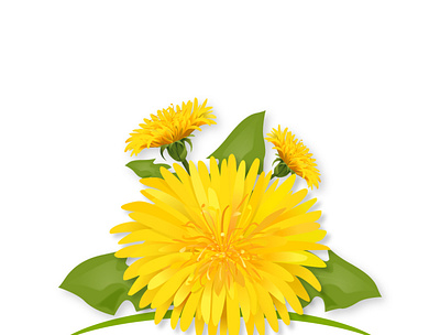 Dandelion flowers dandelion floral flower natural nature organic