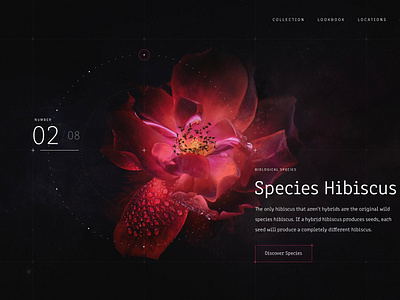 Species Hibiscus by Bart Ebbekink for Unusual Pixels on Dribbble