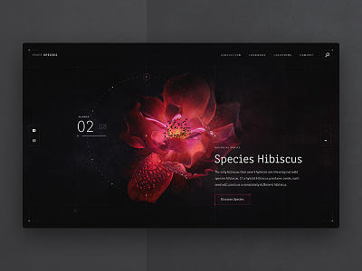Species Hibiscus