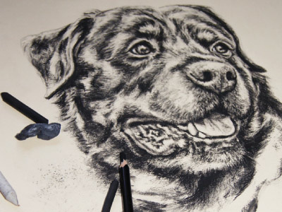 Dog Charcaol Drawing art charcoal dog drawing portrait