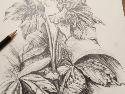 Christmas Rose Pencil Study