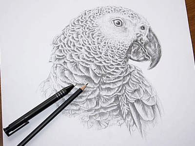 Gray Parrot Pencil Drawing by Helga Jaunegg on Dribbble