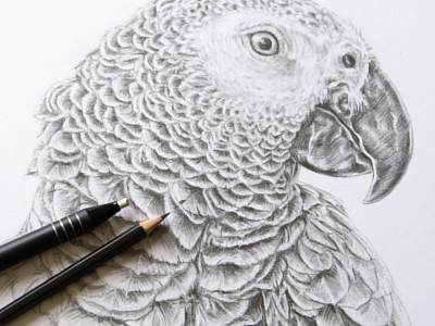 Gray Parrot Pencil Drawing art bird drawing illustration parrot pencil sketch