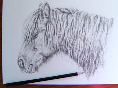 Shetland Pony art drawing horse illustration pencil pony