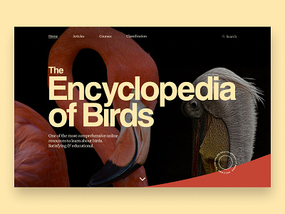 Online Encyclopedia of Birds – Concept bird birds encyclopedia landing landing page minimal typogaphy ui ux web design website